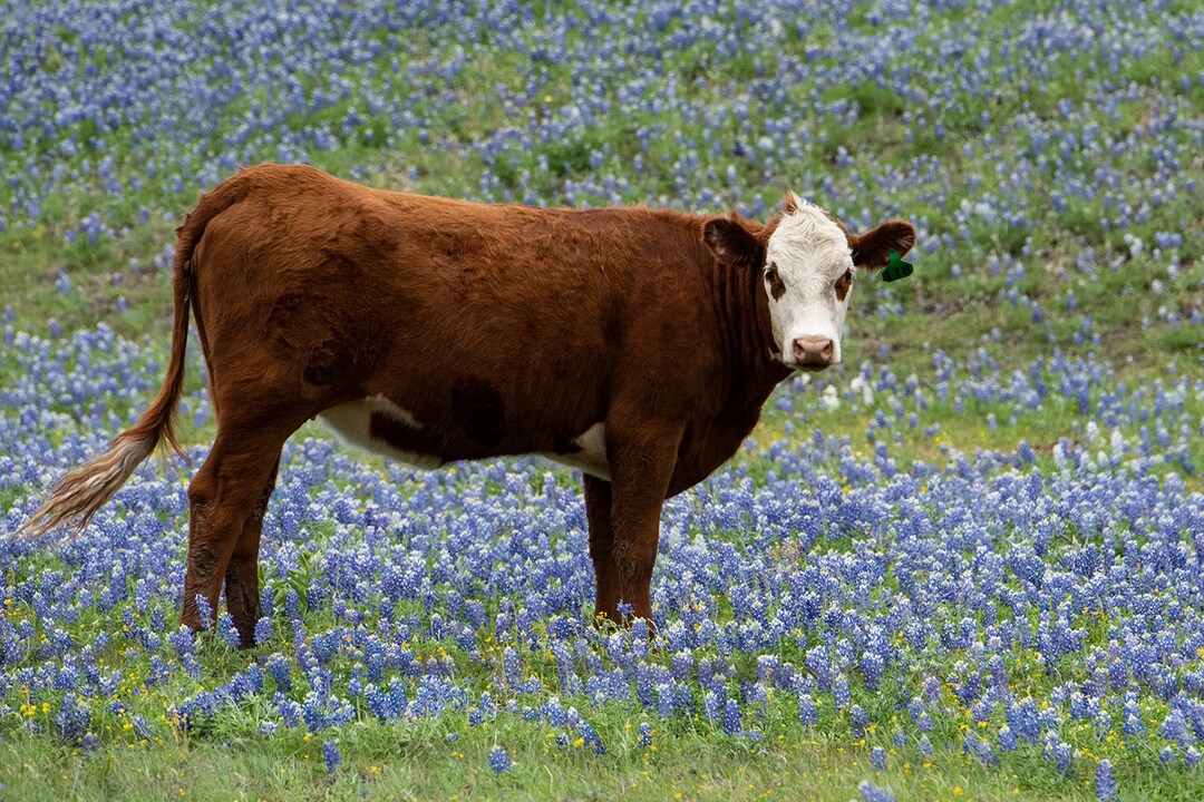 Cow and Wildflowers, Texas Hill Country, Texas, Texas Art