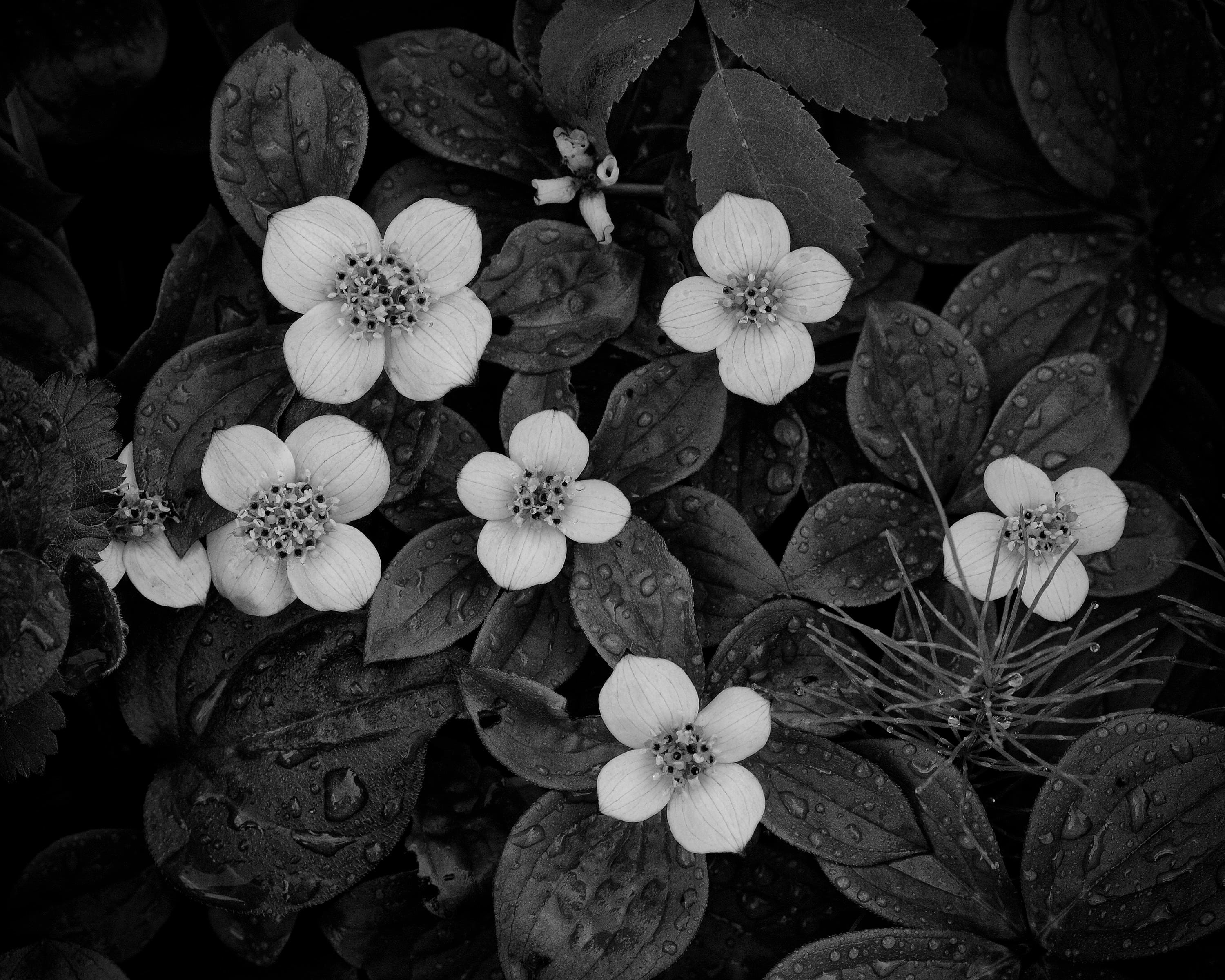 Black and White Mini Dogwood Dogwood Print Mini Dogwood Etsy