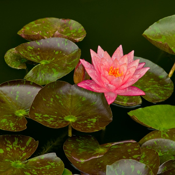 Waterlily, pink, water garden, green, flower, floral, lily, pond, nature, plant, water plant, flowers, pink waterlily, flower print