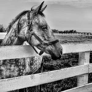 black and white horse, horse print, horse wall art, horse photography, horse art, horse farm, Kentucky, horses, horse photo, horse decor