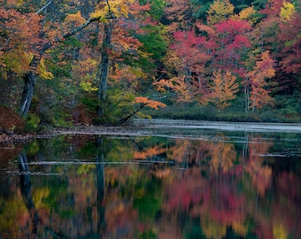 autumn leaves, fall colors, fall leaves, fall photography, trees, fall color, fall decor, fall foliage, nature print, fall trees, fall art