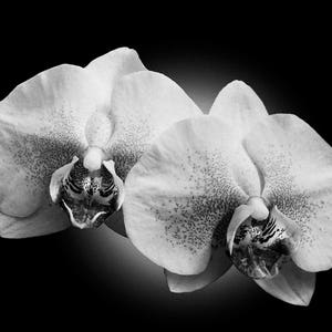 Black and white orchids, orchid print, orchid, flower print, orchid art, orchid photo, orchid wall art, orchid photography, white orchid