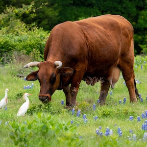 New Friends, Texas Hill Country, bluebonnets, Texas art, hill country, Texas wall decor, Texas flowers, Texas print, hill country print