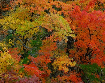 autumn leaves, fall colors, fall leaves, fall photography, trees, fall color, fall decor, fall foliage, nature print, fall trees, fall art
