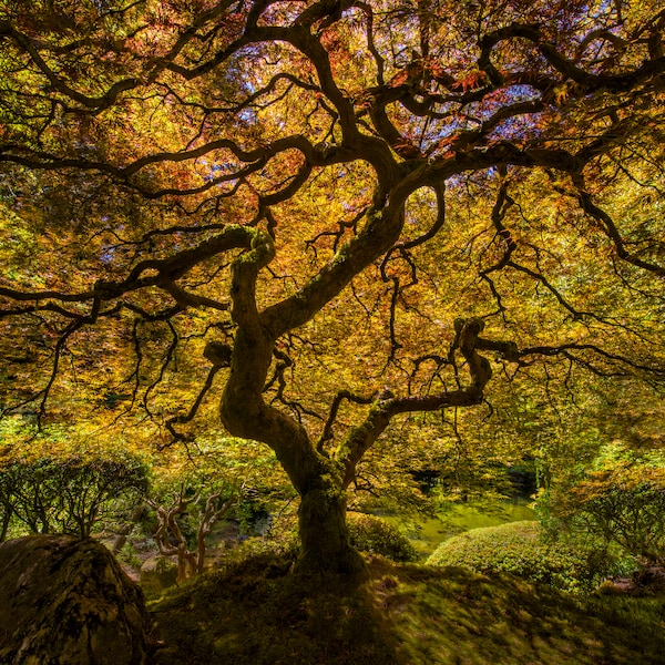 Japanese maple, japanese maple tree, japanese maple, tree, japanese garden, maple, maple tree, tree photography, tree art, tree print