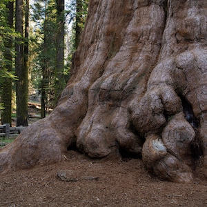 Giant Sequoia in Sequoia national park, California