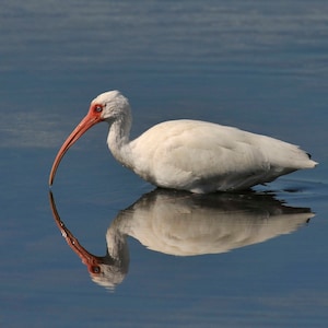 Ibis, Ibis reflection, bird, white Ibis, reflections, nature picture of Ibis, white bird, ibis photo print, white ibis print, ibis photo