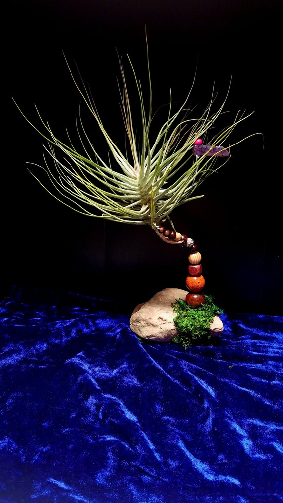 Big Air Air Plant Island 11 Tall Etsy Big Air Air Plant Island 11 Tall Etsy