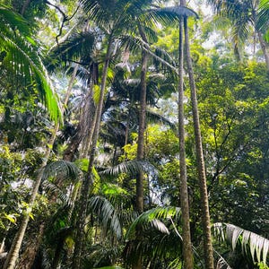 Könnte beinhalten: Ein üppiger tropischer Wald mit hohen Palmen, die zum Himmel ragen. Die grünen Blätter bilden ein dichtes Blätterdach über dem Boden und werfen Schatten auf den Waldboden.