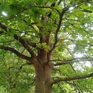 May include: A large, mature oak tree with a thick trunk and many branches. The tree is in full leaf, with green leaves covering the branches. The tree is growing in a forest or park setting.