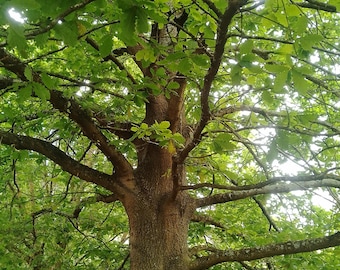 May include: A large, mature oak tree with a thick trunk and many branches. The tree is in full leaf, with green leaves covering the branches. The tree is growing in a forest or park setting.