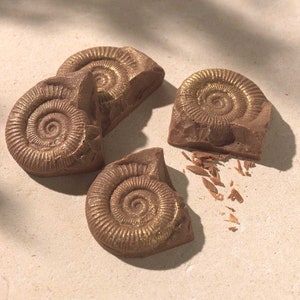 Handmade Belgian Milk Chocolate Fossils: Edible Gold Glitter