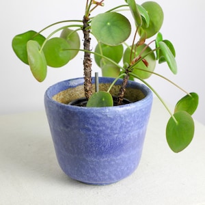 Könnte beinhalten: Ein blauer, periwinkelfarbener Keramik-Pflanztopf mit einer texturierten, gesprenkelten Oberfläche. Der Topf enthält eine Pilea peperomioides Pflanze mit runden, grünen Blättern an dünnen Stielen, und ein kleiner Metallstab ist in der Erde sichtbar.