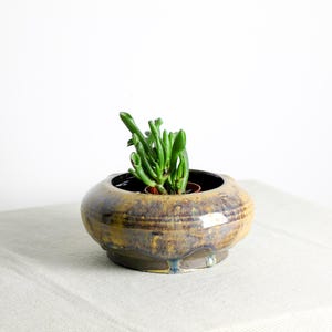 Può includere: Un piccolo vaso rotondo in ceramica con una glassa marrone scuro e gialla, che contiene una pianta succulenta verde. Il vaso ha una forma ampia e poco profonda e poggia su una superficie di colore chiaro. La pianta ha più steli verdi.