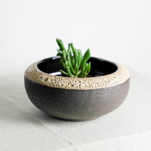 Könnte beinhalten: Ein schwarzer Keramiktopf mit einem hellbraunen Rand, in dem eine kleine Sukkulente wächst.
