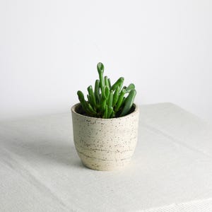 Può includere: Un piccolo vaso di ceramica macchiata contiene una vivace pianta succulenta verde. La pianta ha più steli cilindrici eretti. Il vaso è di colore beige chiaro con macchie marrone scuro. Il vaso è appoggiato su una superficie chiara su sfondo bianco.