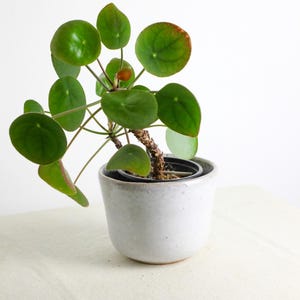 Könnte beinhalten: Eine Pilea peperomioides Pflanze in einem weißen Keramiktopf. Die Pflanze hat leuchtend grüne, runde Blätter und steht vor einem weißen Hintergrund. Der Topf hat eine gesprenkelte Oberfläche. Die Pflanze ist eine beliebte Zimmerpflanze.