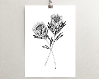 Protea Art Print, Floral Illustration