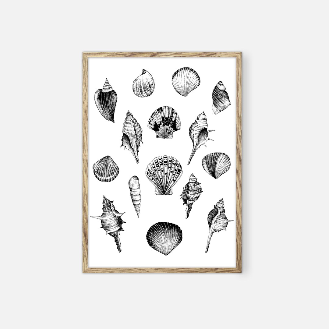 Sea Shells Print, Sea Shell Wall Art - Etsy