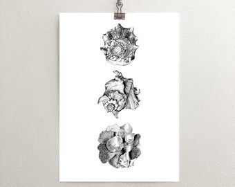 Sea Shell Print, Sea Wall Art