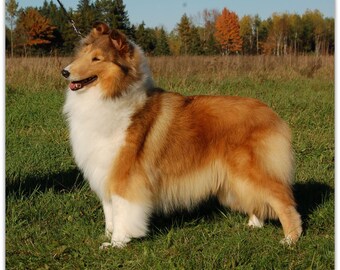 rough collie plush