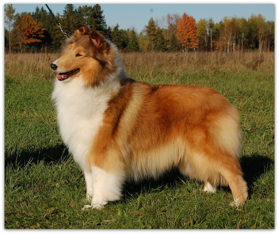 Rough collie plush top