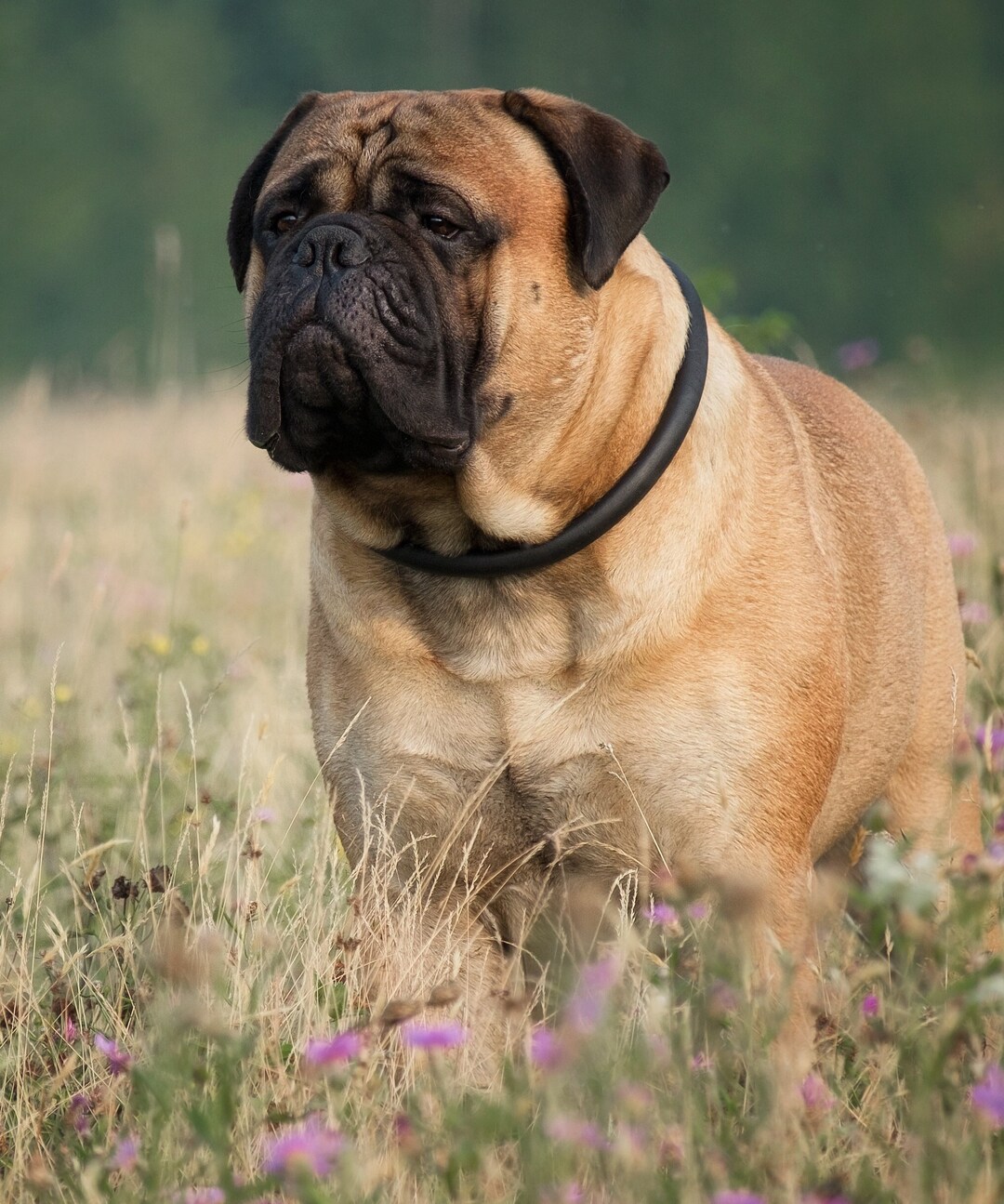 Blanket Handsome Mastiff Plush Fleece Blanket Throw 50x60 for Lap Sofa