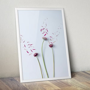 May include: A framed photograph of three pink flowers with petals scattered around them on a white background.