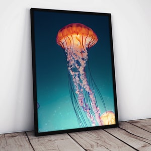 Può includere: Una stampa incorniciata di una grande medusa arancione con lunghi tentacoli fluttuanti su uno sfondo blu.