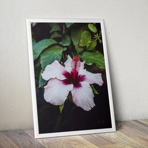 Hibiscus Flower Self-Adhesive Poster - Close-Up View - Pink Petals - Macro Shot - Wall Art - Peel & Stick - Wall Decor #70PP