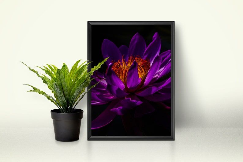 Isolated On Black Purple Petals Large Wall Decoration #69PP Sticky Wall Art Removable Material Waterlilly Self-Adhesive Poster