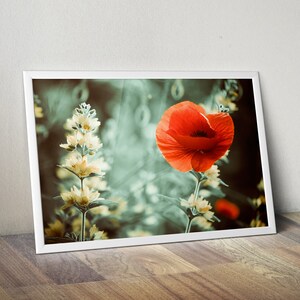 May include: A single red poppy flower blooms in a field of green and white wildflowers. The poppy is in focus, while the background is blurred.