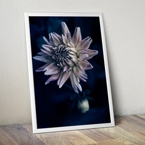 May include: A close-up of a single, pale pink dahlia flower with a dark blue background. The flower is in full bloom and has a delicate, layered appearance.