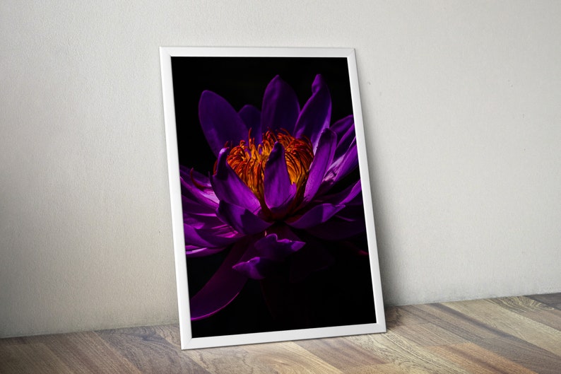 Isolated On Black Purple Petals Large Wall Decoration #69PP Sticky Wall Art Removable Material Waterlilly Self-Adhesive Poster