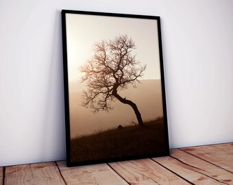 Póster autoadhesivo Trees On Misty Autumn Sunset - Naturaleza en su máxima expresión - Decoración interior - Póster Peel & Stick - Arte de pared adhesivo #40PN