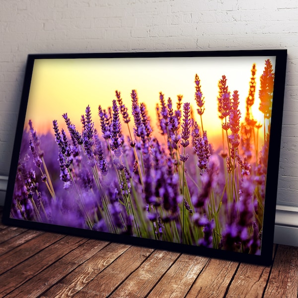 Blooming Lavender In a Field At Sunset In Provence, France Self-Adhesive Poster - Beautiful View - Vivid Colors - Sticky Wall Art #65PP