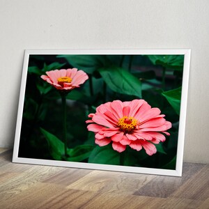 May include: A framed photograph of two pink flowers with yellow centers, surrounded by green leaves.