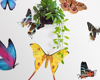 Realistic Butterfly and Moth Wall Decals