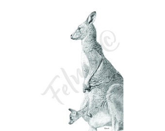 Kangeroo - Pencil (Photo print)
