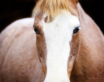 Picture of a horse, art, large size photography, animal, color photography, mural decor, horse large format, horse wall decor, horse art