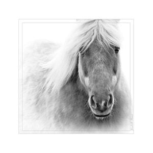 Photo de cheval blanc en période hivernale, art minimaliste, photo épurée, photographie grand format, monochrome, blancheur, No: 13