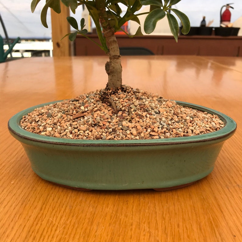 Bonsai Tree Soil Tropical Blend. Comes in 2 Quarts 4 Etsy