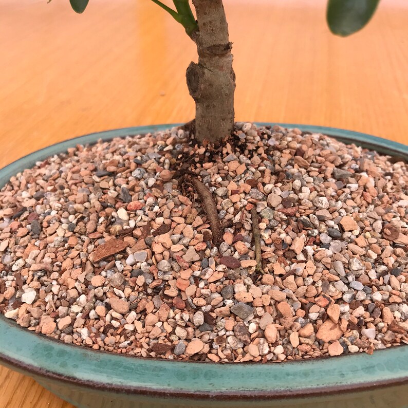 Bonsai Tree Soil Tropical Blend. Comes in 2 Quarts 4 Etsy