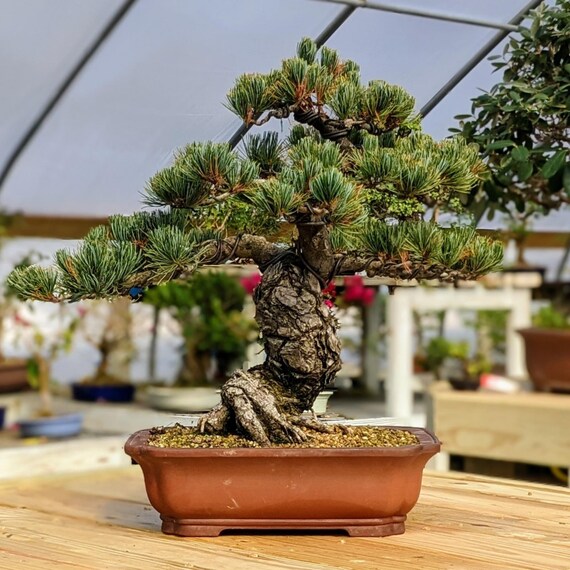 Buy Bonsai Tree Soil - Premium Blend. Comes in 2 Quarts, 4 Quarts, 2.5  Gallons, and 5 Gallon Resealable Bag!! Online in India - Etsy