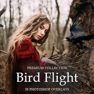 Photoshop Overlays/ Birds PNG/Seagull Photo Overlays/ Flying Birds/ Photo Overlays/ Photoshop/PNG Overlays/Digital Overlays/Photo Overlay