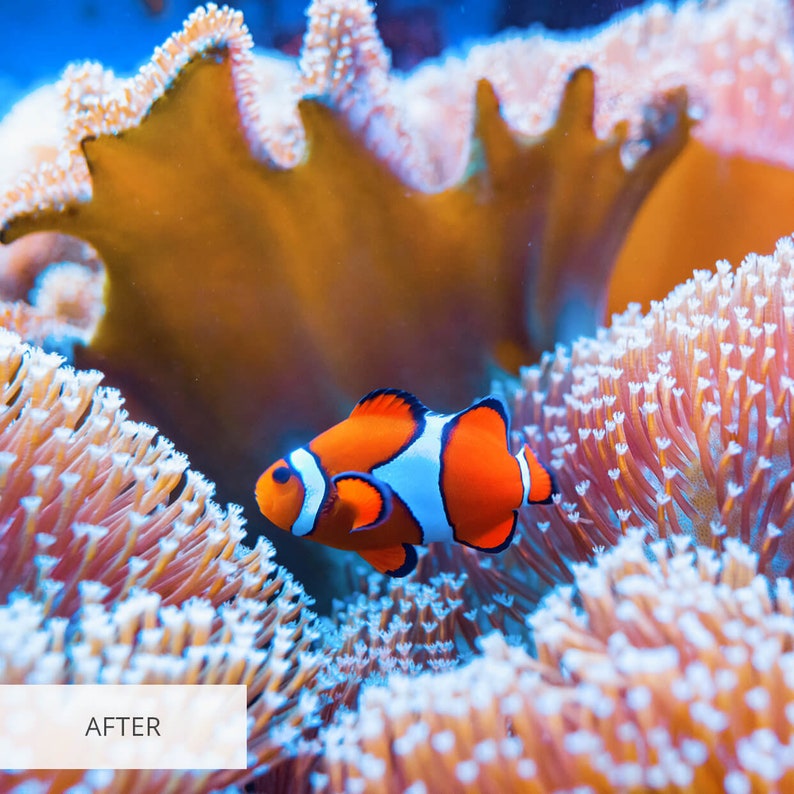 Lightroom Presets for Underwater Photography, Underwater Presets