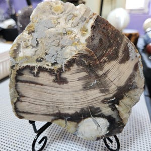 Arizona Petrified Wood That GLOWS !! Large old Stock !! UV Petwood !!! W@W !!