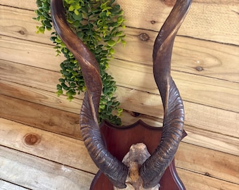 Placa de pared con trofeo de cuernos de antílope kudu africano antiguo, cuernos en espiral, taxidermia.