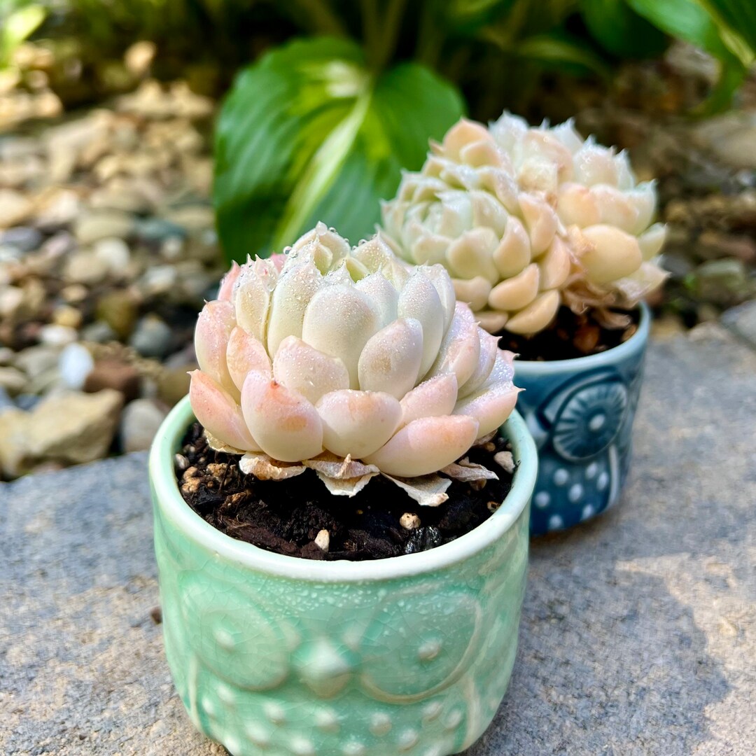 Echeveria Elegans Hybrid echeveria Elegans 'hyaliana' X Echeveria