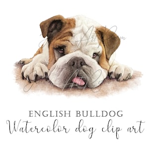 English Bulldog Watercolor Clipart: Hand-Drawn Dog Portrait (PNG)